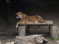 /album/zoo-ke/zoo-ke-levica-02-jpg/